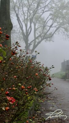 Roses of foggy path