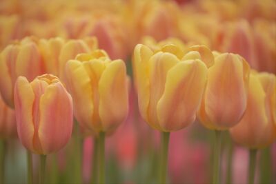 Tulpen in pastelkleuren