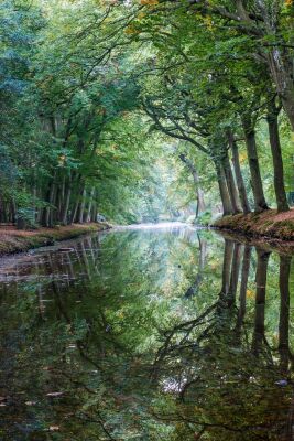 Mooie spiegeling in het bos van Bergen (Noord Holland)