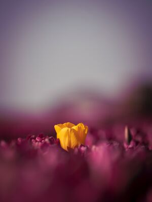 Tulpenzonnetje aan de dijk