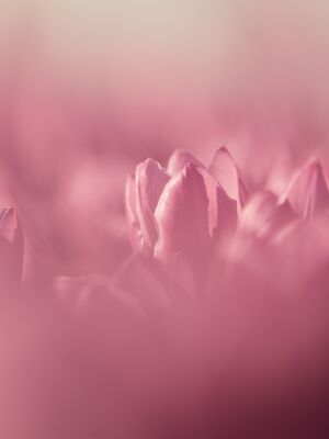 Roze Tulpen Wolk