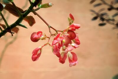 (Begonia) Bloemen van de stippelplant