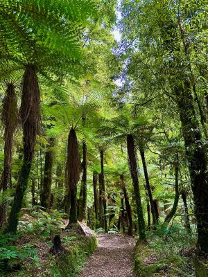 Regenwoud Nieuw-Zeeland