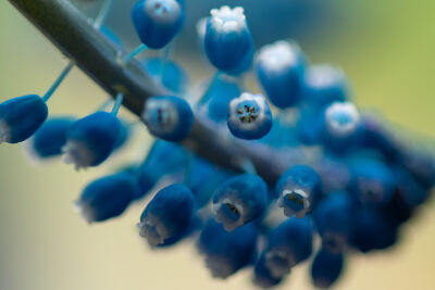 Blauwe druif close up