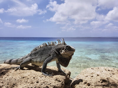 Bonaire - Leguaan op de rotsen