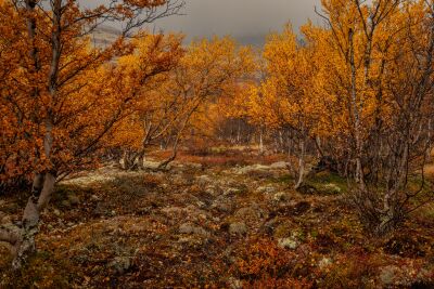 Herfstbos met fraaie kleuren in Noorwegen