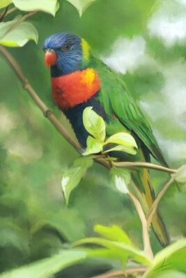 Kleurige tropische vogel