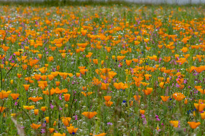 Californische klaproos bloemenveld