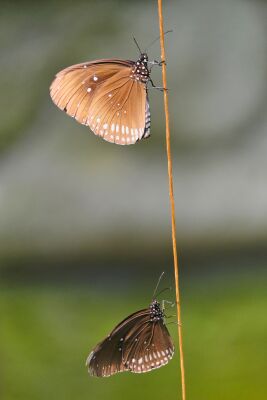 2 Monarchvlinders op een takje