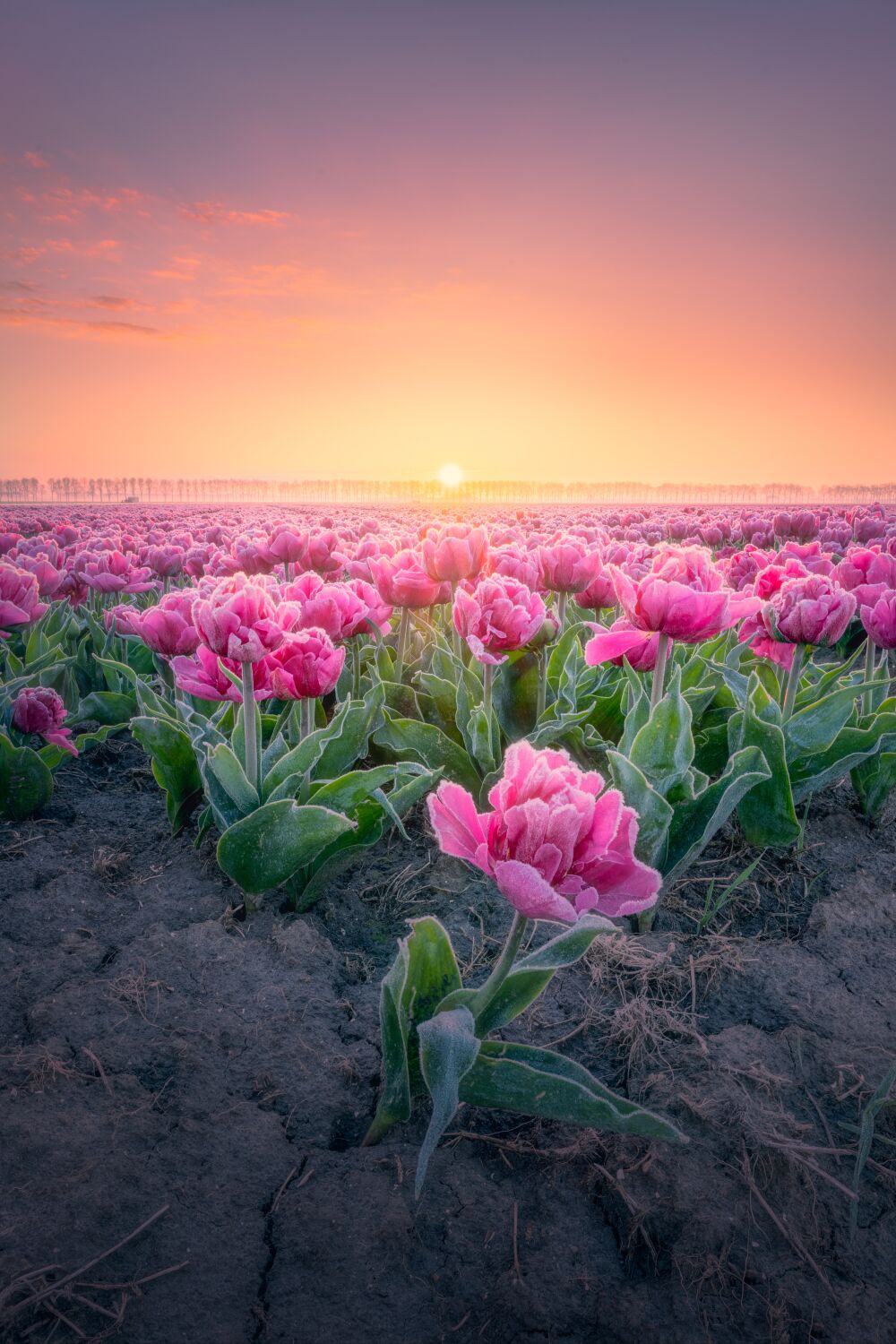 Prachtig tulpenveld in de Flevoepolder bij zonsopkomst