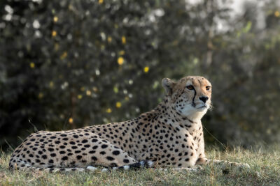 cheetah jachtluipaard
