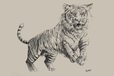 Potlood tekening tijger