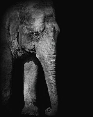 Aziatische olifant in zwart wit