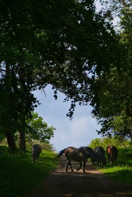 Exmoor pony's in het duingebied bij Heemskerk