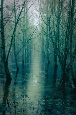 Mist in een bevroren bos
