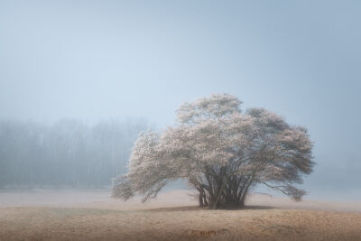 Bloesemboom in mist
