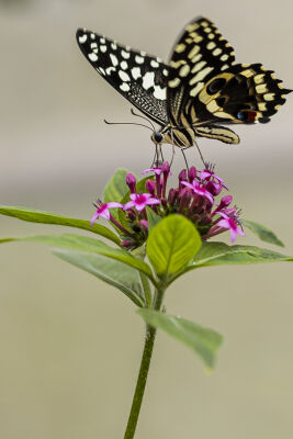 Zwart-witte vlinder op bloem 