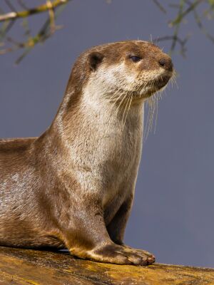 Proud to be an otter