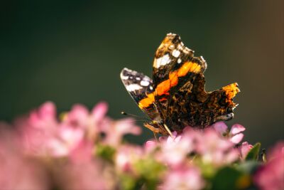 Atalanta vlinder op een struik