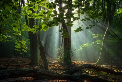 De Nederlandse bossen - Speulderbos