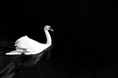 Swan black and white
