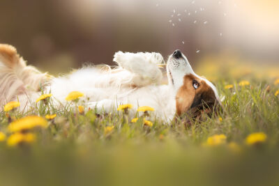 dandelions dog 
