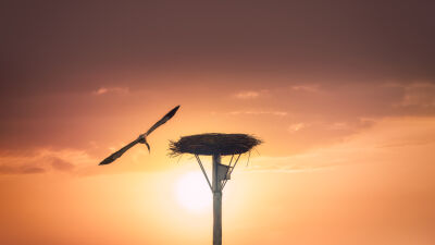 Reiger vliegt van het nest tijdens de zonsondergang
