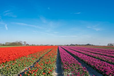 Tulpenveld in Friesland