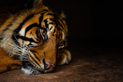 Tiger wait to strike
