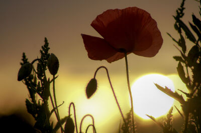 Poppy sundown