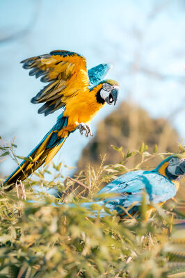 Kleurrijke papegaaien