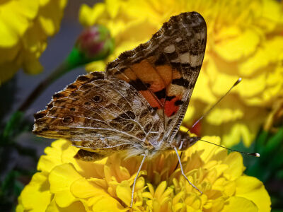 a beautiful butterfly on an marigold