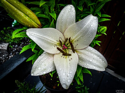 a beautiful lily after a rainy day