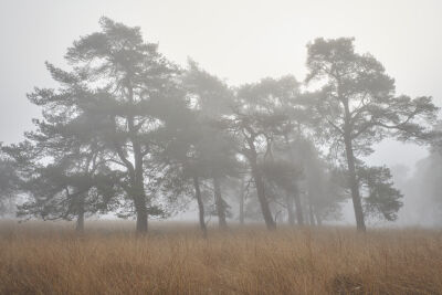 Dennen in de mist in Deelerwoud