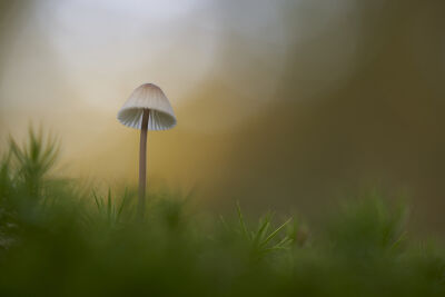 Kleine paddenstoel met warme herfstkleuren 