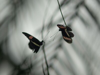 Vlinders bij orchideenhoeve 