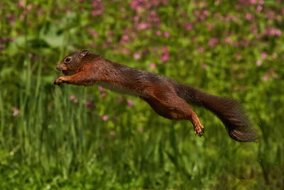 eekhoorn springend