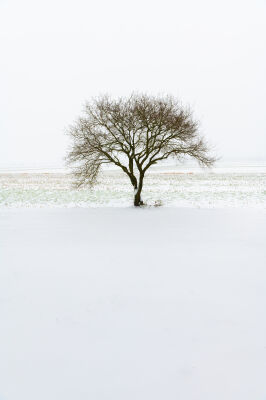 Eenzame boom in de sneeuw