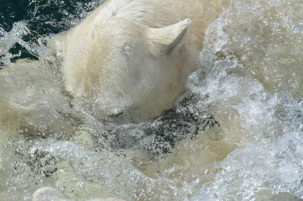  ijsbeer splash 
