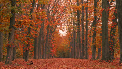 Bomenlaan panorama met rode herfstkleuren