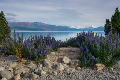 Another lake in New Zealand with wild flowers in the foreground