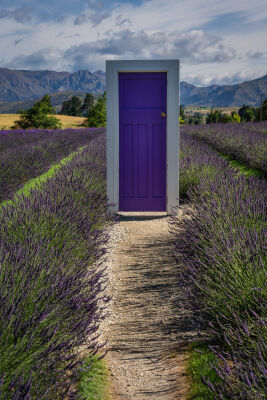 Door to the lavender fields in New Zealand (vertical)