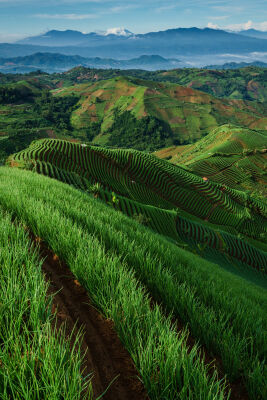 The onion fields of Majalengka, West Java (vertical)