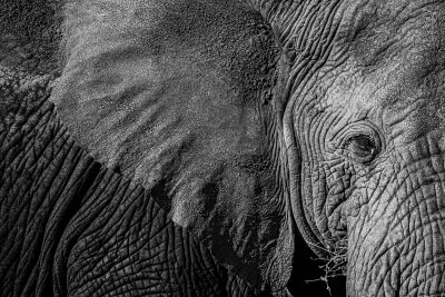 Afrikaanse olifant in close-up – Serengeti, Tanzania