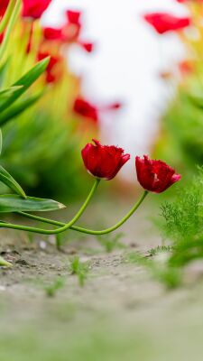 Rode Tulpen uit Zeeland