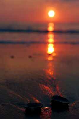 Schelpen op het strand van Texel bij zonsondergang