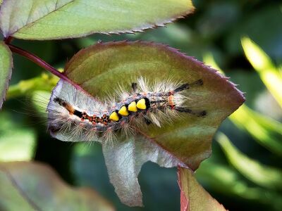 Rups van de Witvlakvlinder (Orgyia antiqua)