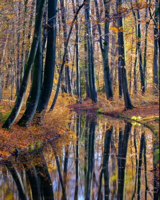 Herfstbos met spiegeling in Apeldoorn