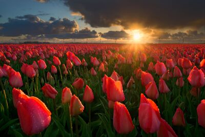 Bloemen - Rode tulpen bij zonsondergang