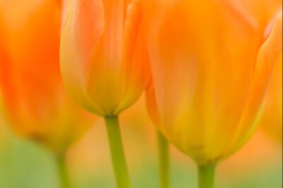 Oranje tulpen in soft focus